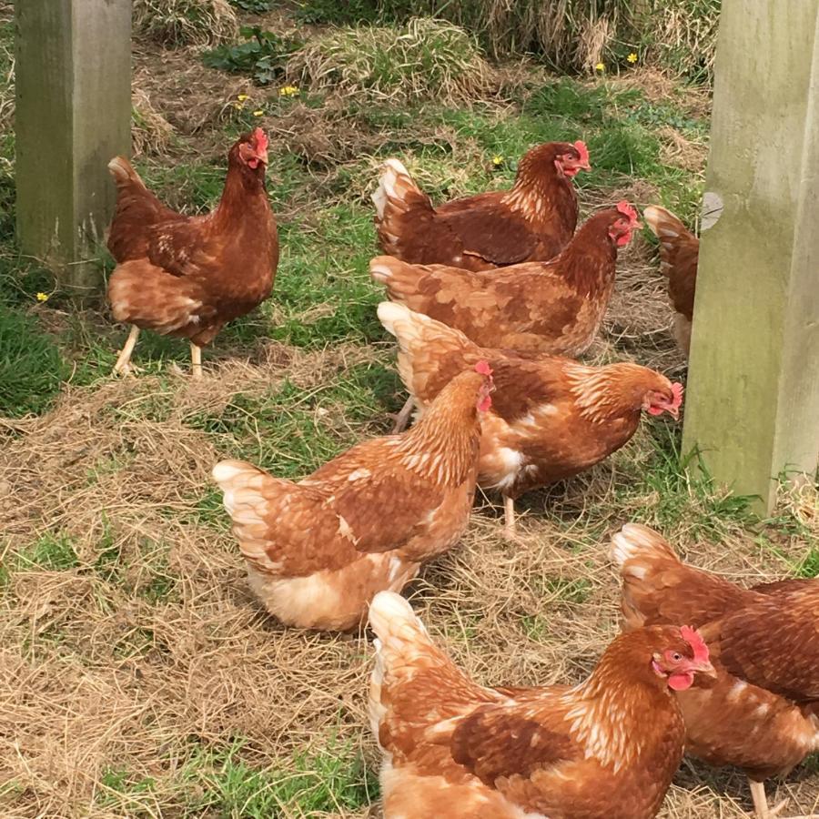 Well Farm Cottages North Tamerton Buitenkant foto